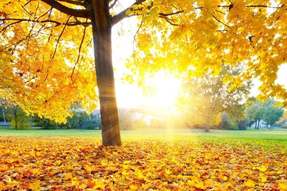 【文韻三星】秋思語(yǔ)